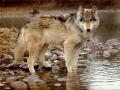 Loup 005